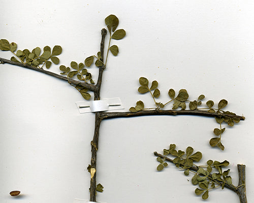 Boswellia