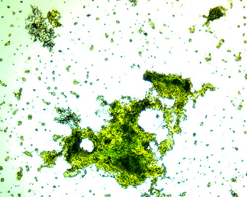 Chlorella Bio