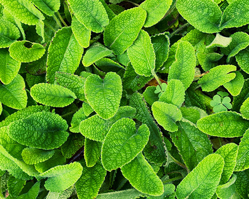 Melissa officinalis