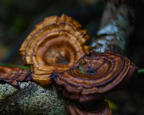 Reishi (50% polisacáridos)