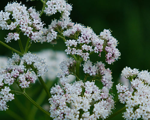 Valeriana officinalis