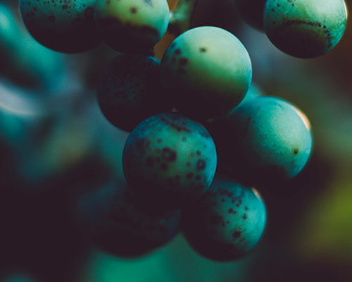 Vitaminas B1, B3, B9, B12, D3 y K2